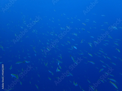 青い海を青い魚の群れが泳ぐ風景