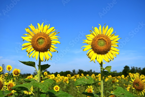 sunflower in sunflowers field on a sunny day with blue sky.