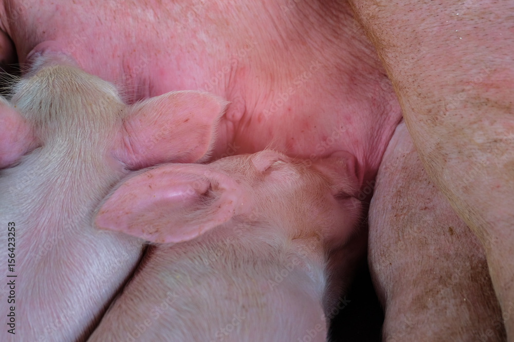 Small piglets breastfeeding in the farm. Group of Pig indoor on a farm yard in Thailand. swine in the stall. Small piglets breastfeeding in the farm. Group of Pig indoor on a farm yard in Thailand. swine in the stall.