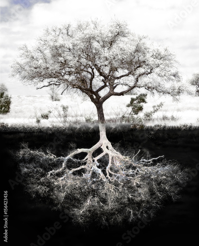 Fotobehang Tree Roots: Concept is strong foundation and roots, family, health, mental health, growth and success in  wealth
