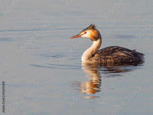 Photos Great Crested Grebe
