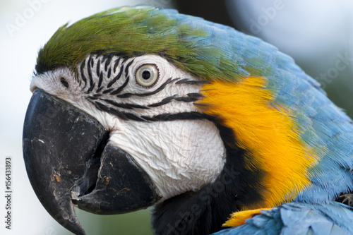 Beautiful Macaw Parrot, Guacamaya, Ara ararauna portrait  in the wild, Yumka Park, Mexico, Tabasco, Villahermosa. photo