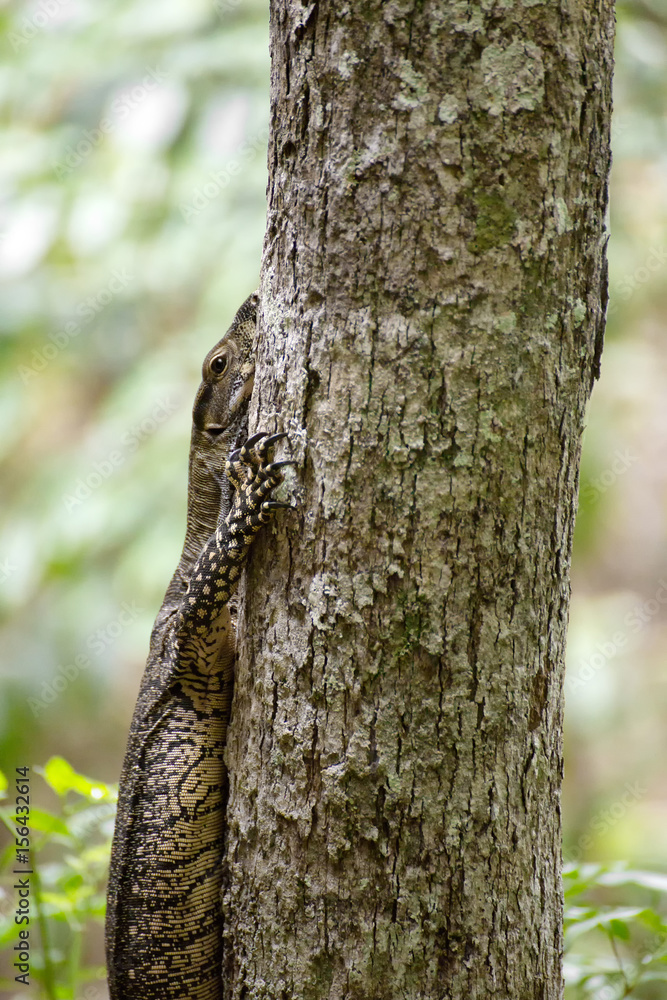 Monitor lizard closeup on tree Monitor lizard closeup on tree