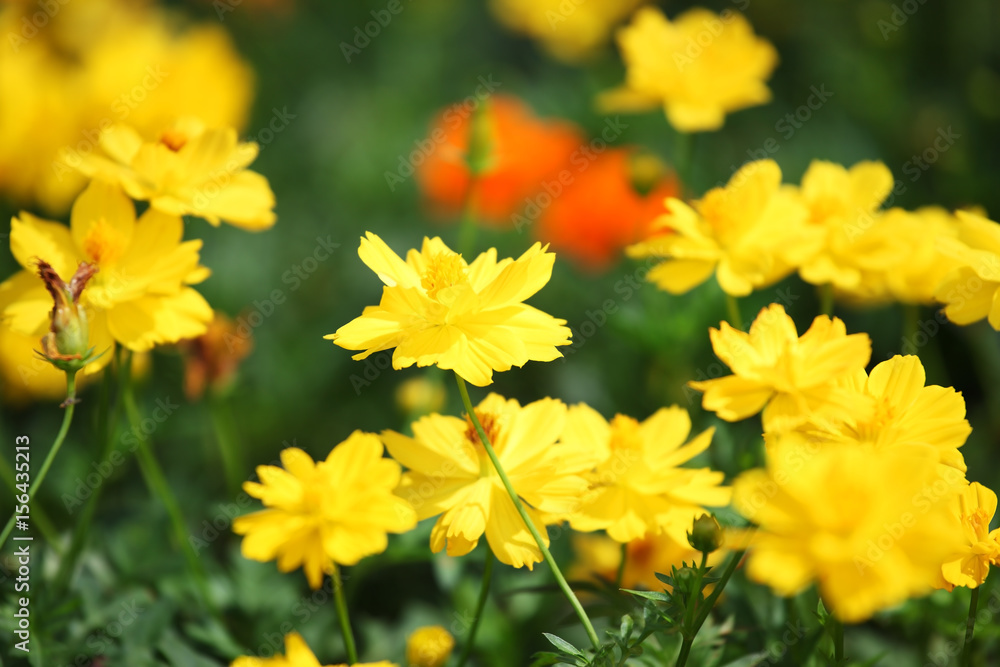 field of beautiful cosmos flower as background. field of beautiful cosmos flower as background.
