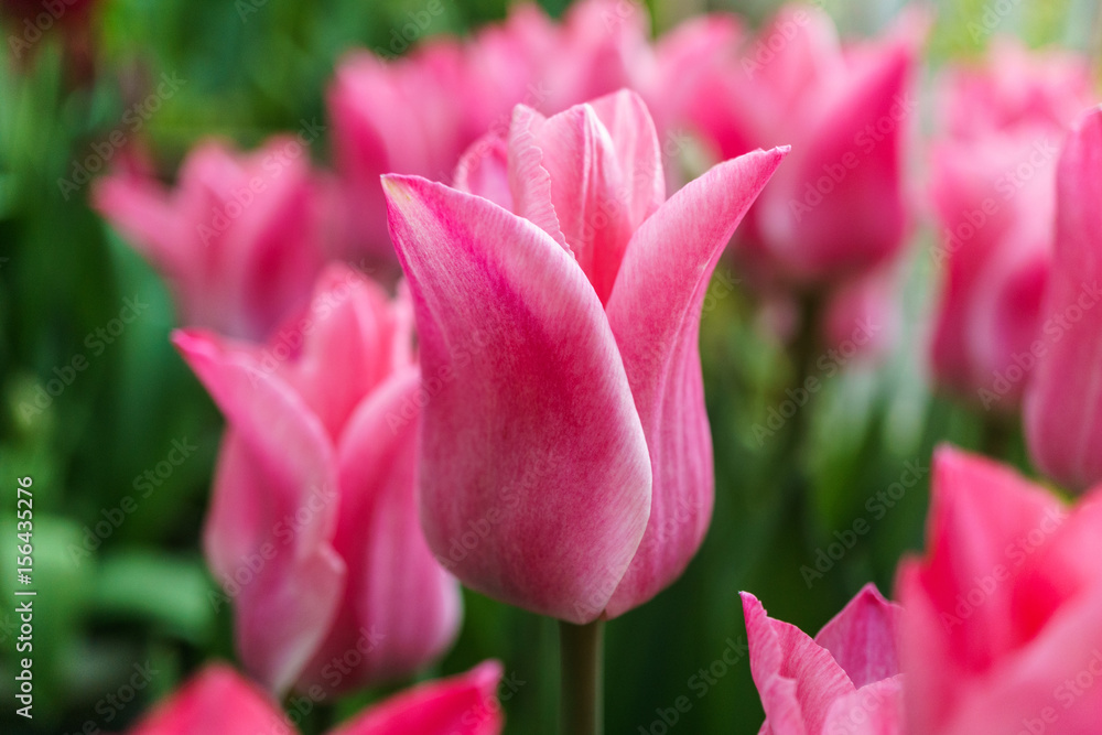 Multicolored tulips outside in parks and farms Multicolored tulips outside in parks and farms