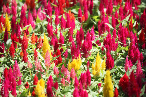 field of colorful celosia flower as background. © sakhorn38