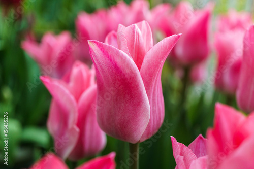 Multicolored tulips outside in parks and farms