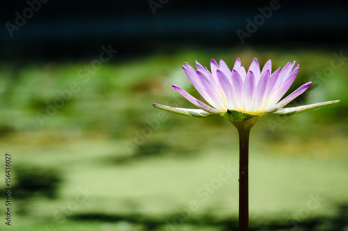 Blooming Of Lotus Flower