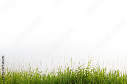 reeds grass isolated on white