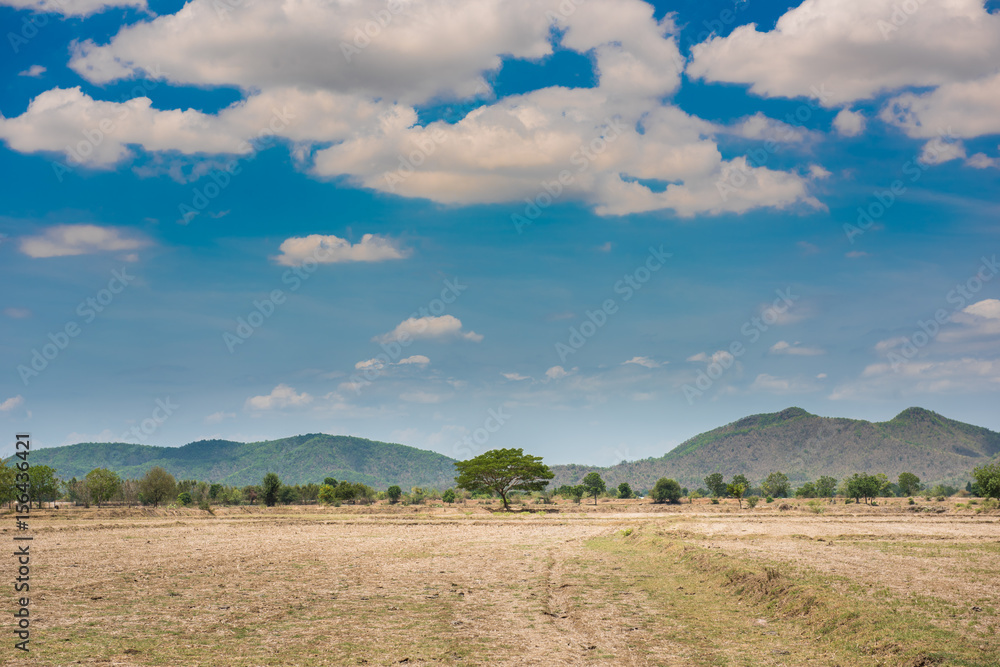 Obraz premium tree in the field and blue sky background