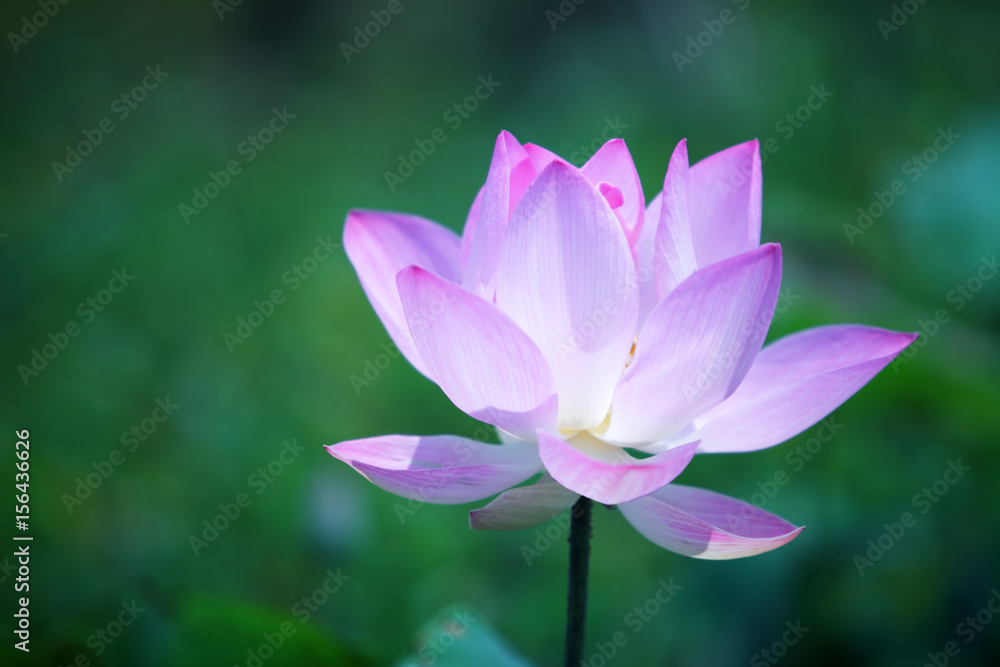 beautiful lotus flower blooming in garden