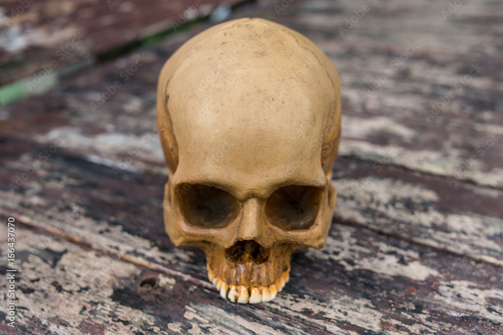 skull in the forest
skull in the forest