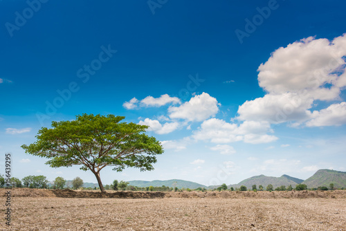 big tree in the field and blue sky background