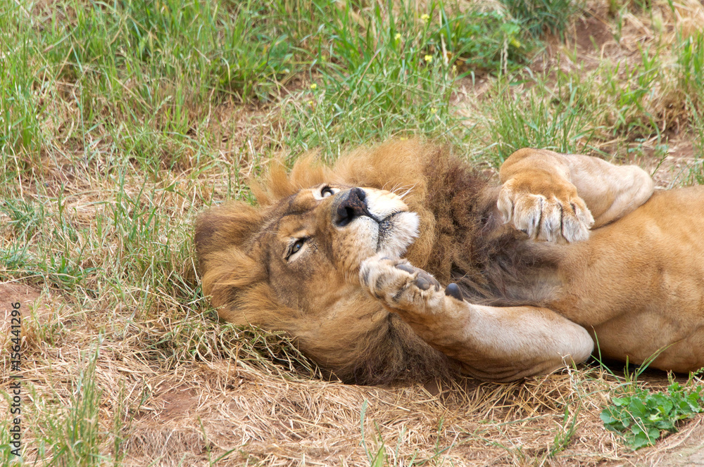 Fototapeta premium Portrait of one male lion rolling over in the grass paws up in the air. The lion (Panthera leo) is one of the big cats in the genus Panthera and a member of the family Felidae.