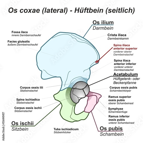 Pelvis Hüftbein Os coxae Hüfte lateral seitlich Anatomie Grafik Zeichnung Übersicht latein deutsch photo