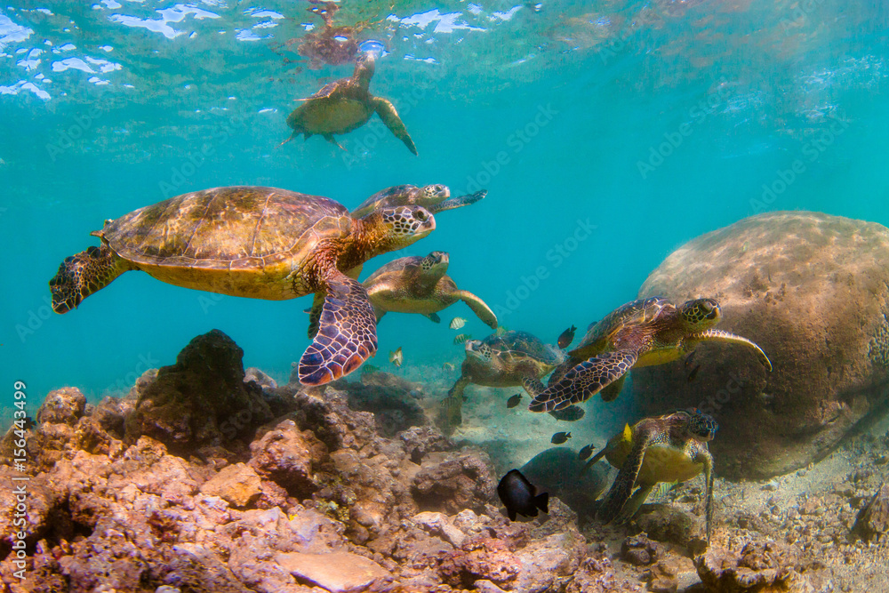 Obraz premium Endangered Hawaiian Green Sea Turtle swimming in the warm waters of the Pacific Ocean in Hawaii