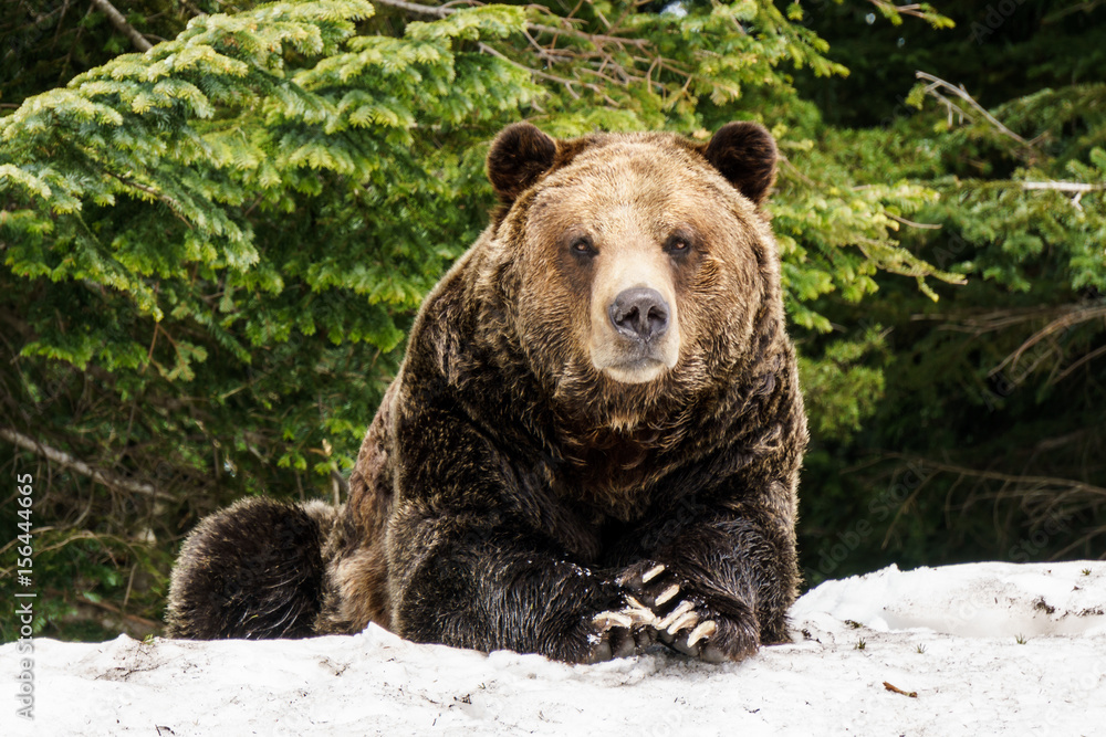 Fototapeta premium North American Grizzly Bear in snow in Western Canada