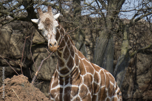 Photography Giraffe