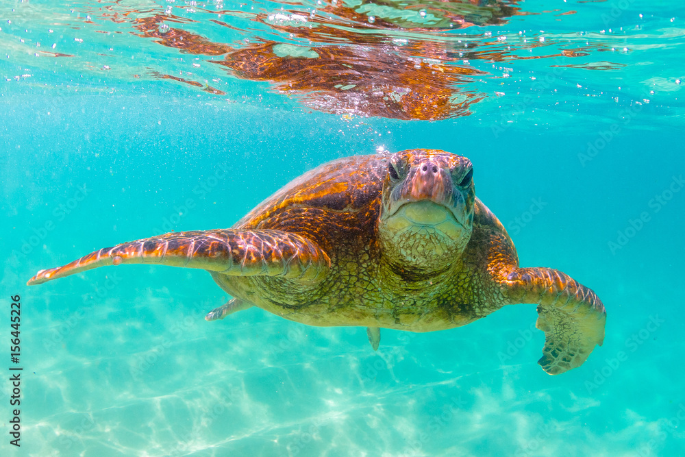 Obraz premium Hawaiian Green Sea Turtle swimming in the warm waters of the Pacific Ocean in Hawaii