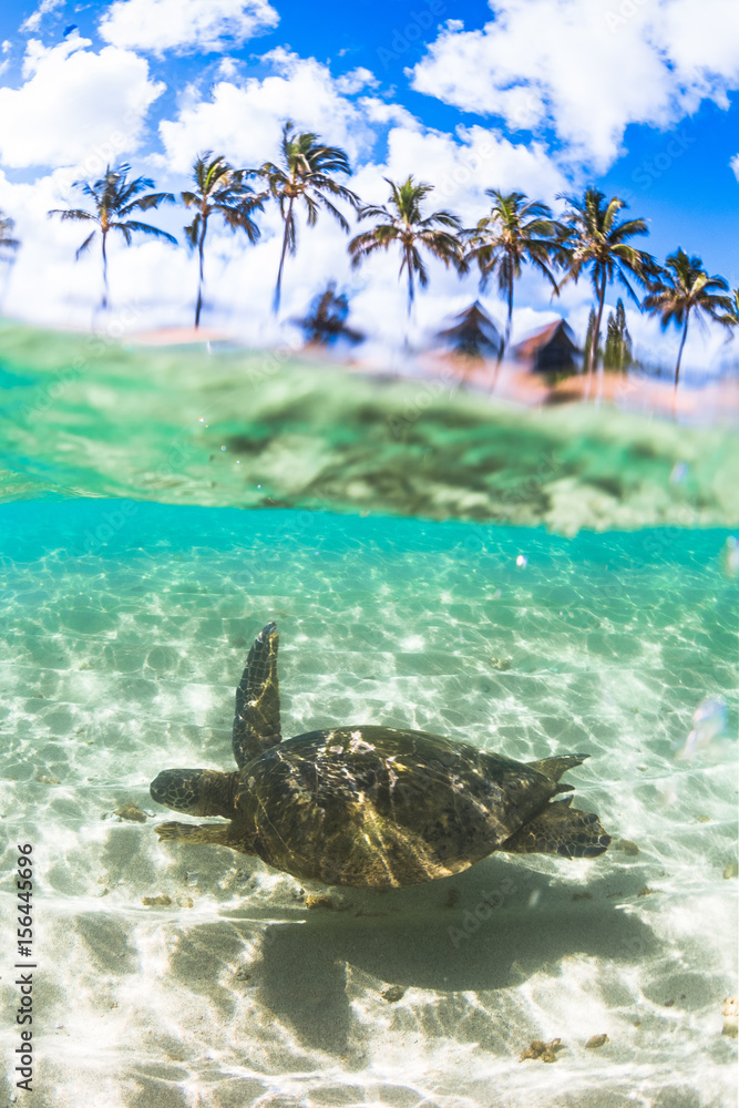 Fototapeta premium Hawaiian Green Sea Turtle swimming in the warm waters of the Pacific Ocean in Hawaii
