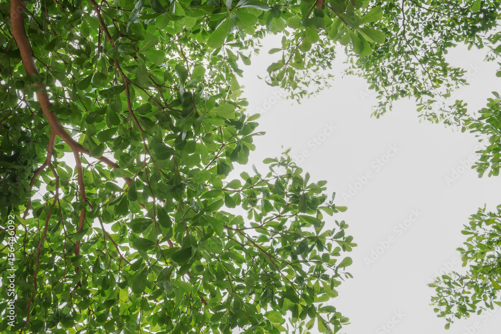trees. Nature green wood sunlight backgrounds. trees. Nature green wood sunlight backgrounds.