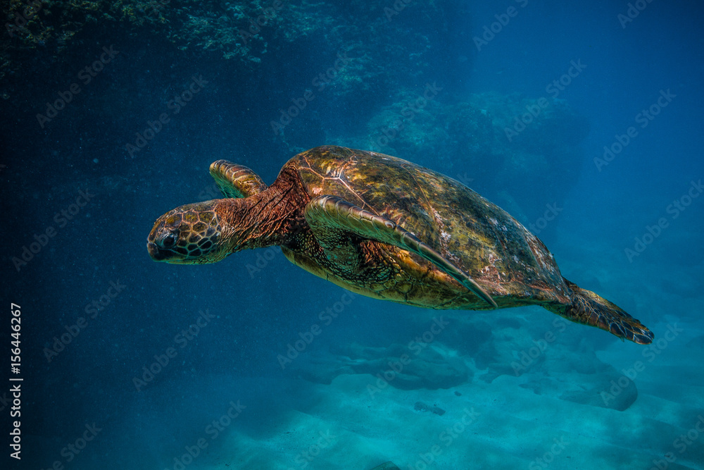 Obraz premium Hawaiian Green Sea Turtle swimming in the warm waters of the Pacific Ocean in Hawaii