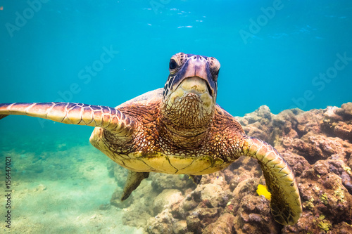 Hawaiian Green Sea Turtle swimming in the warm waters of the Pacific Ocean in Hawaii