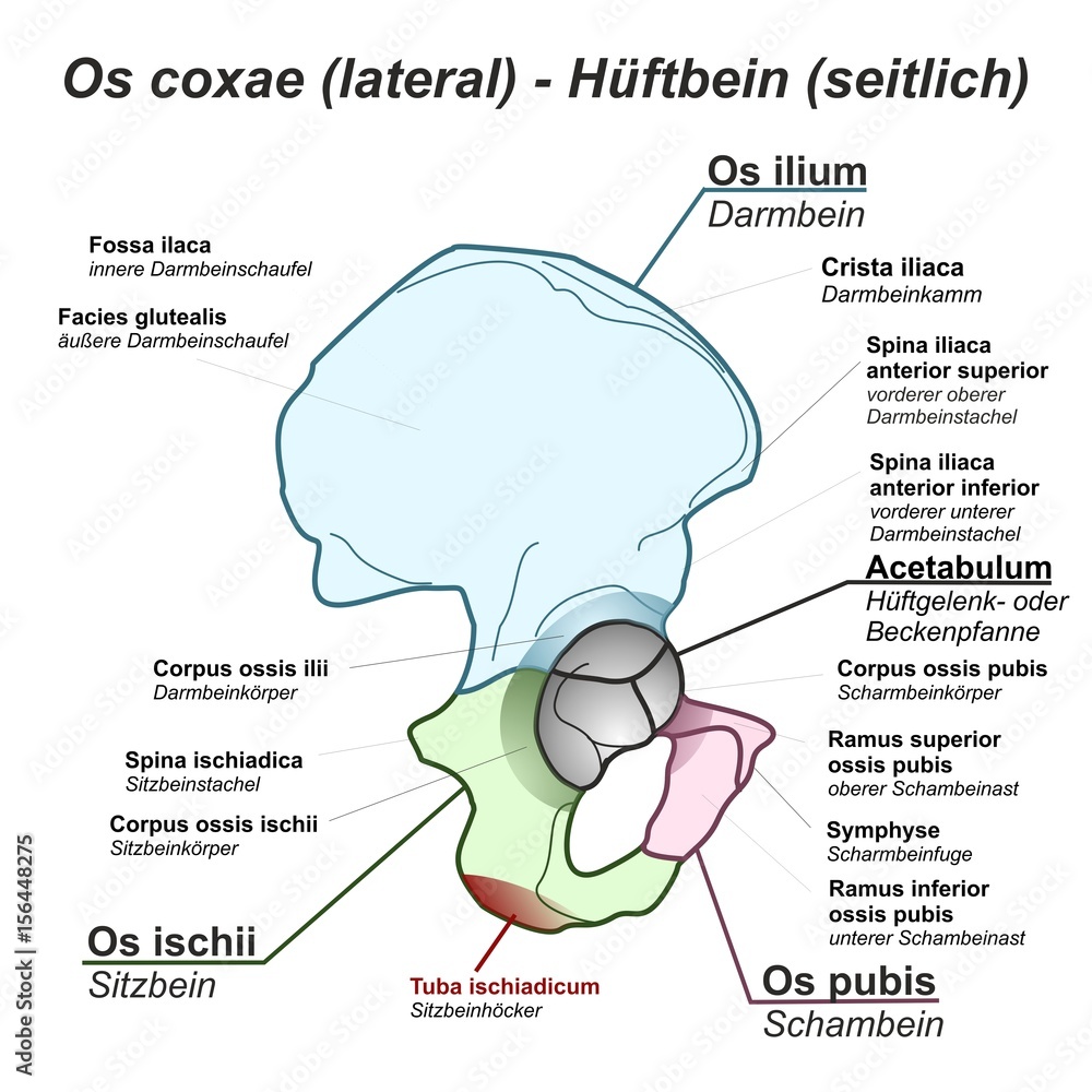 Schädel Anatomie Deutsch Latein Vektorová grafika „Pelvis Hüftbein Os coxae Hüfte lateral seitlich