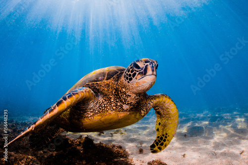 Hawaiian Green Sea Turtle swimming in the Pacific Ocean of Hawaii © shanemyersphoto