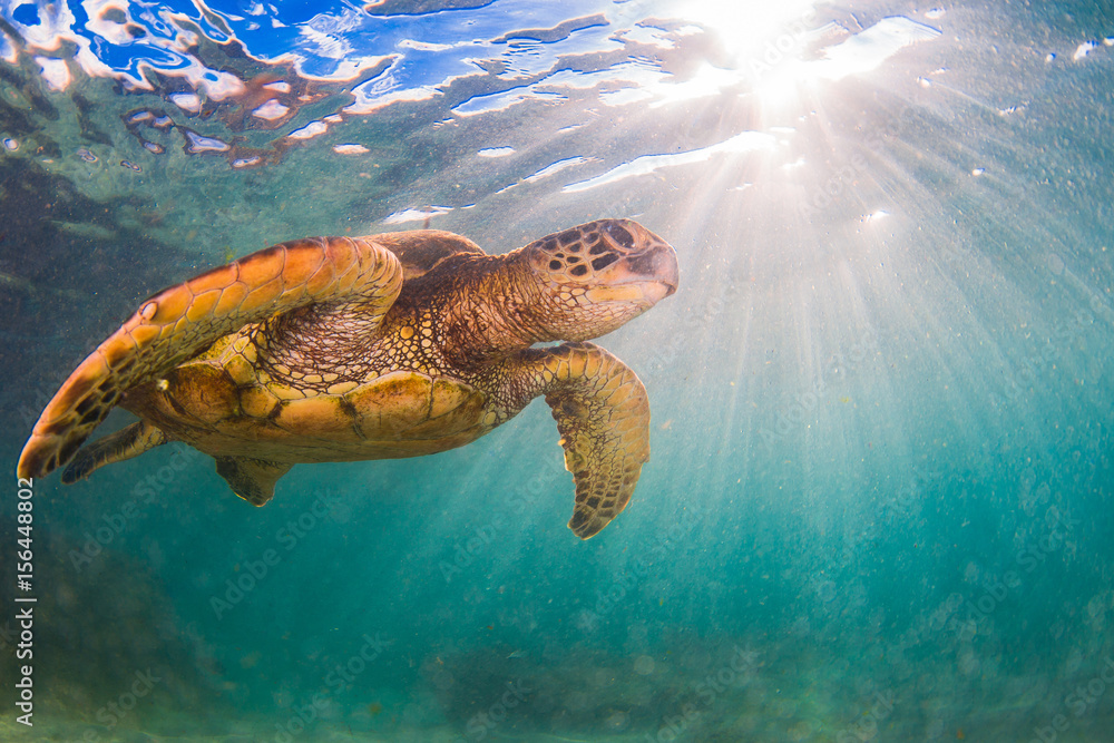 Fototapeta premium Hawaiian Green Sea Turtle swimming in the Pacific Ocean of Hawaii