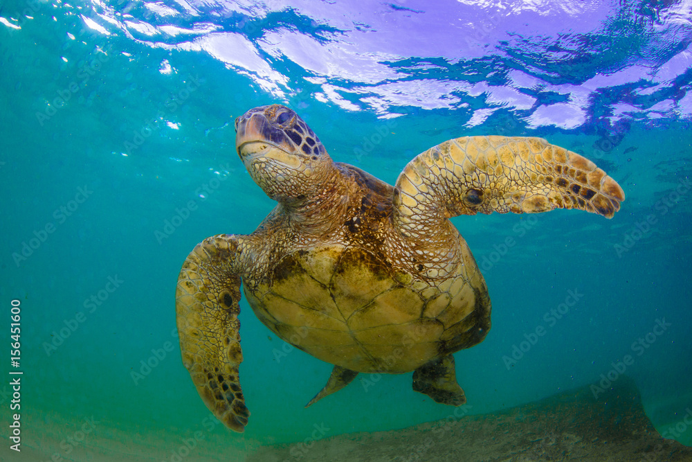 Obraz premium Hawaiian Green Sea Turtle swimming in the Pacific Ocean of Hawaii