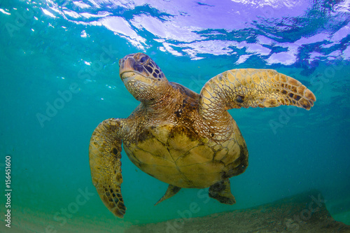 Hawaiian Green Sea Turtle swimming in the Pacific Ocean of Hawaii © shanemyersphoto