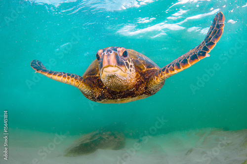 Hawajski żółw zielony pływanie na Oceanie Spokojnym na Hawajach