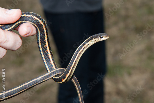 Garter snake wrapped around its tail photo