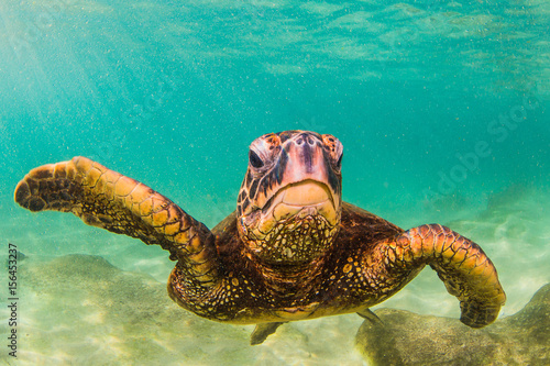 Endangered Hawaiian Green Sea Turtle swimming in the warm waters of the Pacific Ocean in Hawaii © shanemyersphoto