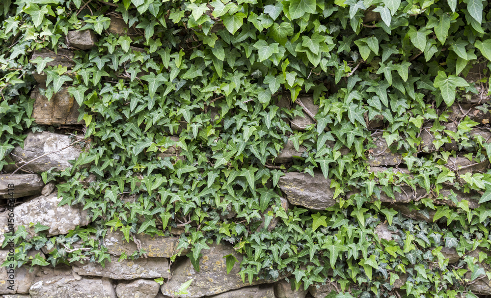 Obraz premium IVY STONE WALL