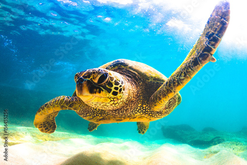 Endangered Hawaiian Green Sea Turtle swimming in the warm waters of the Pacific Ocean in Hawaii © shanemyersphoto