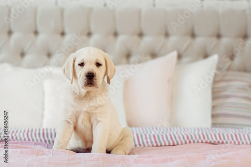 Fototapeta Naklejka Na Ścianę i Meble -  Labrador puppy sit on the bed