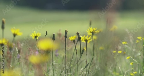 wild meadow in the mountains