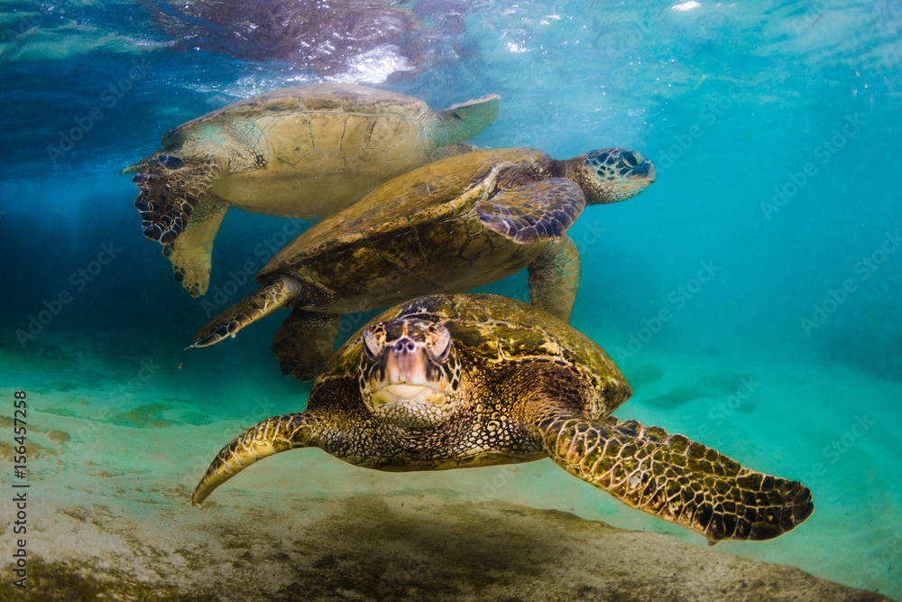 Obraz premium An endangered Hawaiian Green Sea Turtle cruises in the warm waters of the Pacific Ocean in Hawaii.