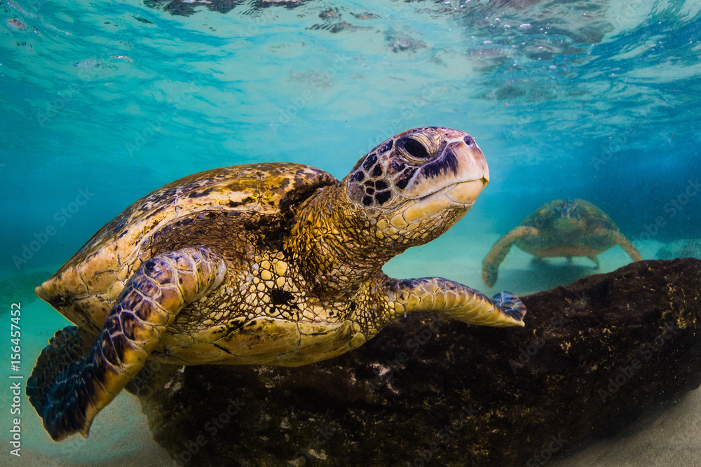Fototapeta premium An endangered Hawaiian Green Sea Turtle cruises in the warm waters of the Pacific Ocean in Hawaii.