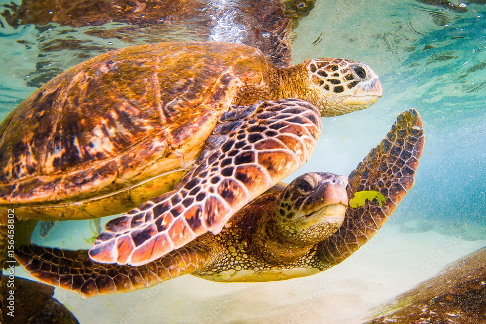 Fototapeta premium An endangered Hawaiian Green Sea Turtle cruises in the warm waters of the Pacific Ocean in Hawaii.