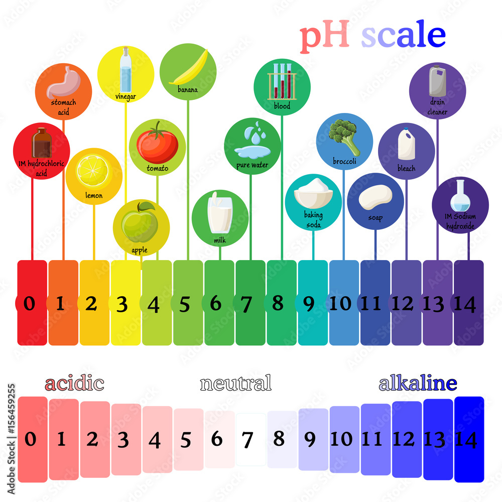 pH scale. Litmus paper color chart. Stock Vector Adobe Stock