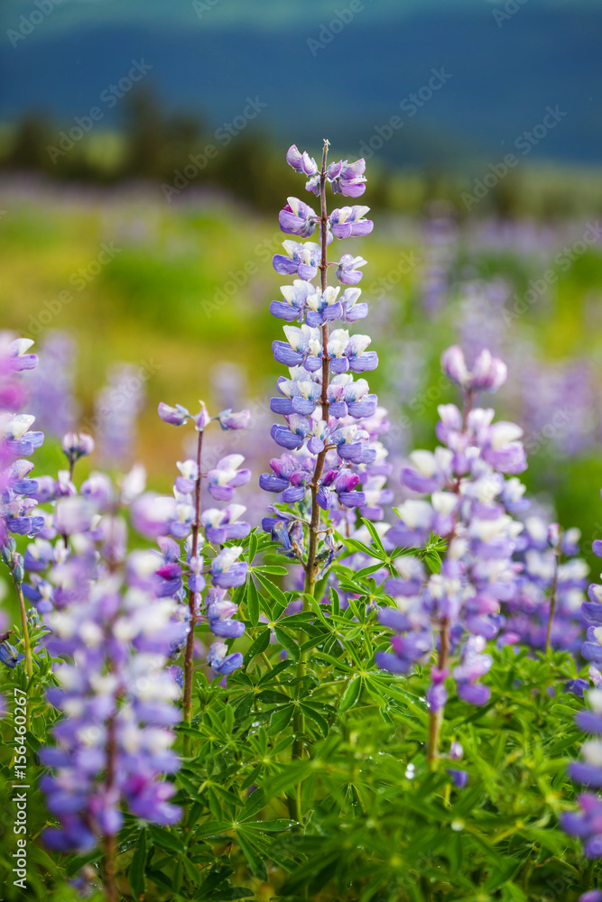 Obraz premium Flowers in Alaska