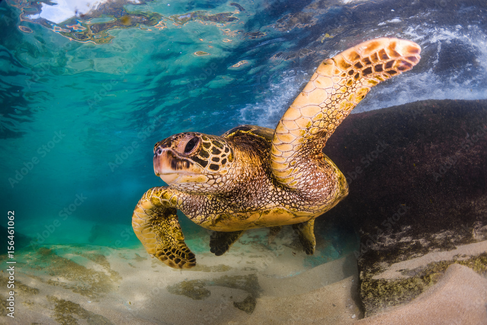 Obraz premium An endangered Hawaiian Green Sea Turtle cruises in the warm waters of the Pacific Ocean in Hawaii.