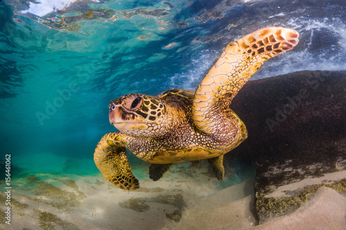 An endangered Hawaiian Green Sea Turtle cruises in the warm waters of the Pacific Ocean in Hawaii. © shanemyersphoto