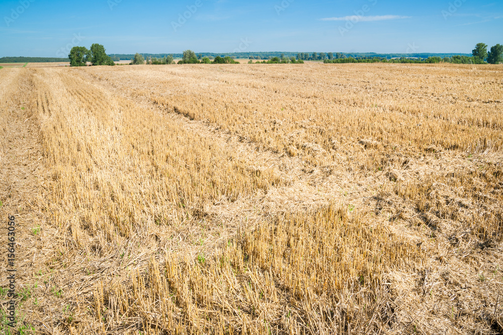 Atumnal stubble field with trees in the background 