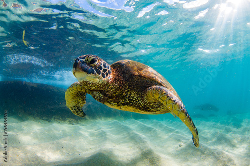 Zagrożony hawajski żółw morski zielony płynie w ciepłych wodach Oceanu Spokojnego na Hawajach.
