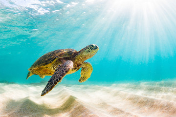 Sierkussen Schildpad Hawaiiaanse groene zeeschildpad in oceaan  © shanemyersphoto