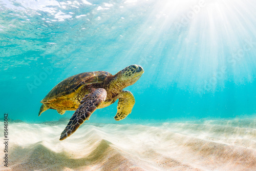 An endangered Hawaiian Green Sea Turtle cruises in the warm waters of the Pacific Ocean in Hawaii.